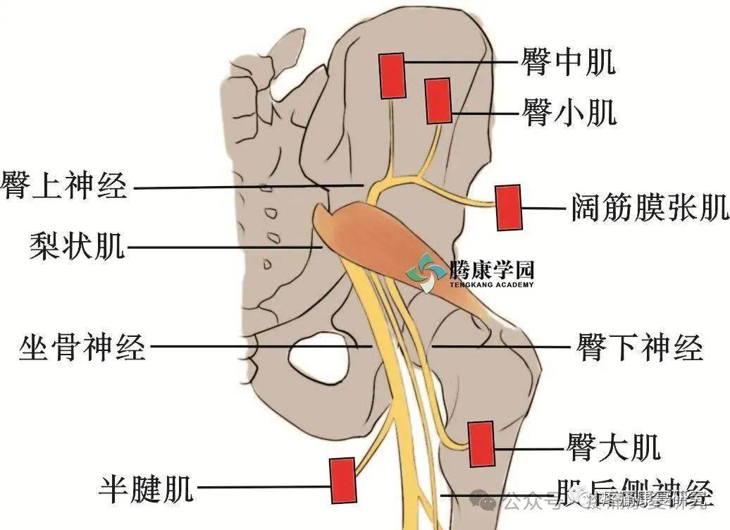 关键是掌握 腰骶丛神经>