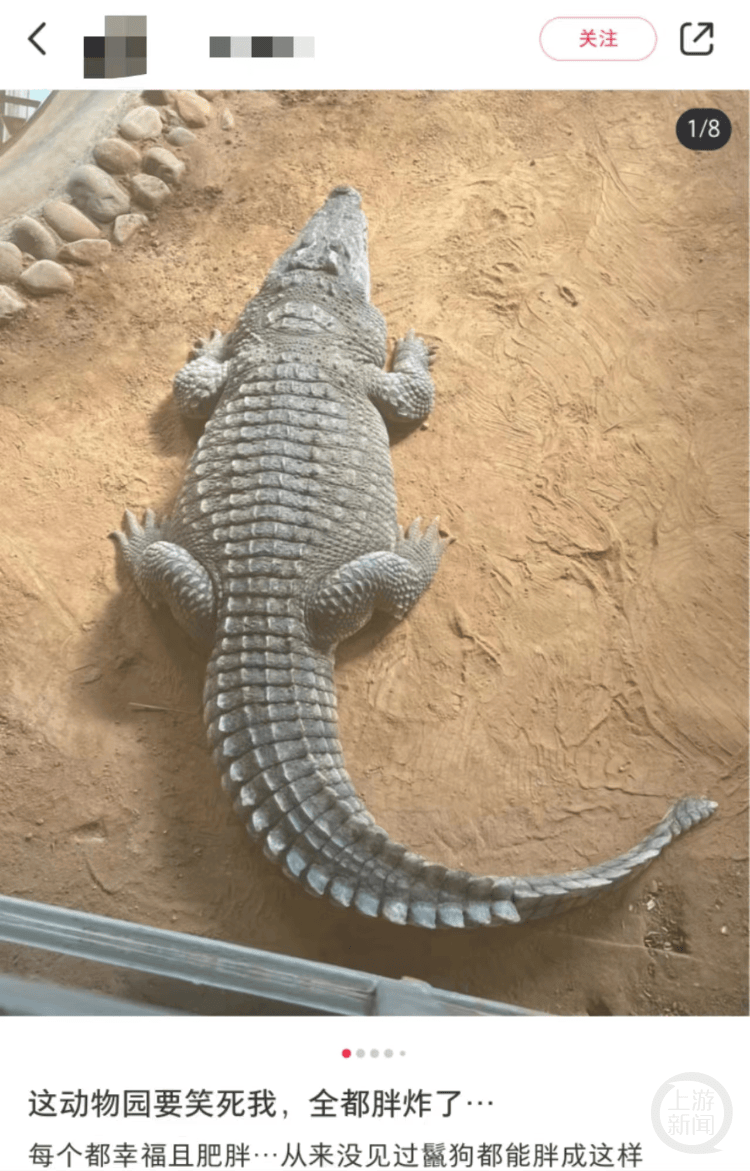 有的瘦成“皮包骨”,有的在“豹饮豹食”……动物园“伙食”怎样才算好? 有的瘦成“皮包骨”,有的在“豹饮豹食”……动物园“伙食”怎样才算好?