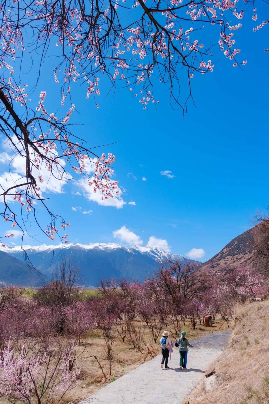3月林芝神在人间的桃花牧歌