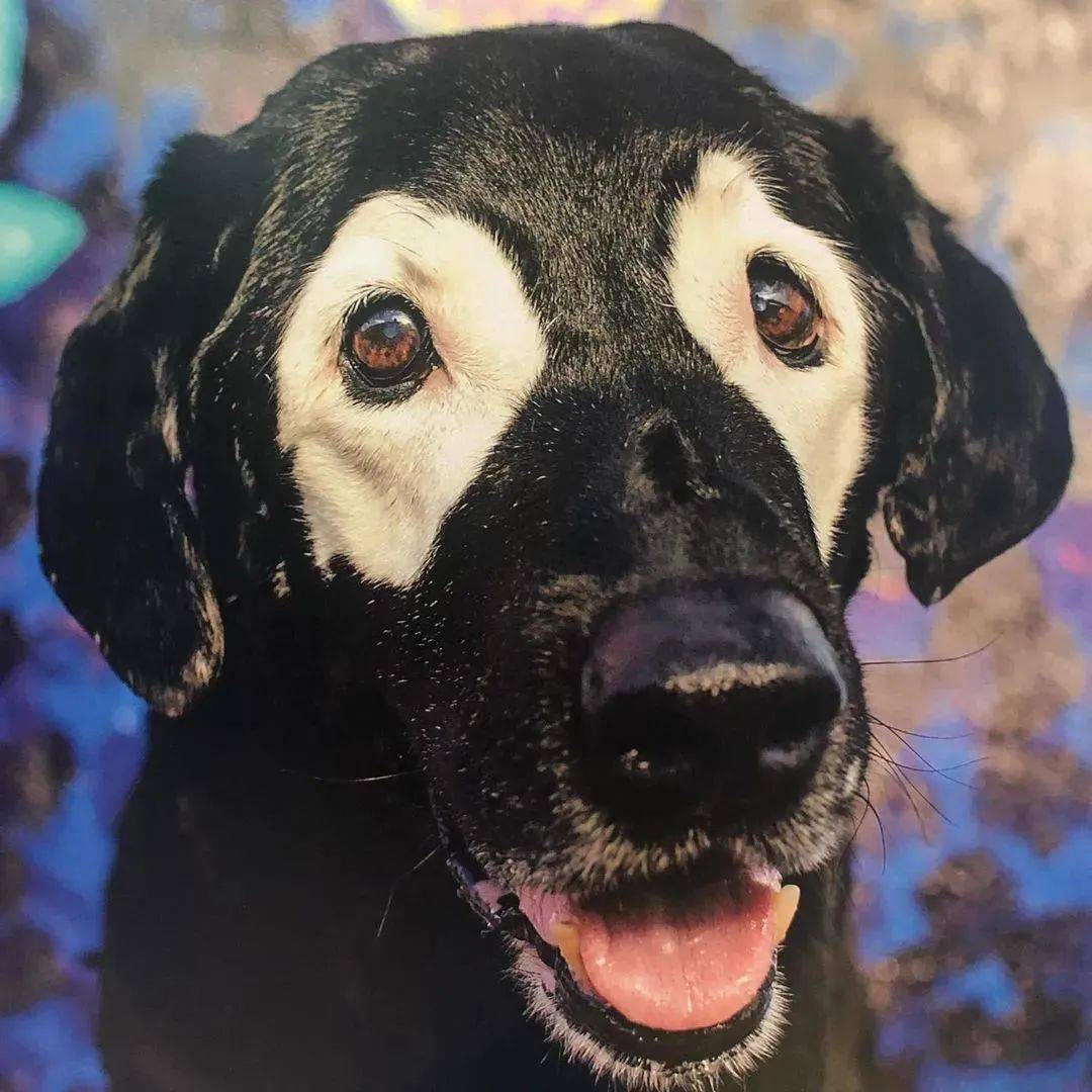 一只如假包换的黑色拉布拉多,居然有了白眼圈?