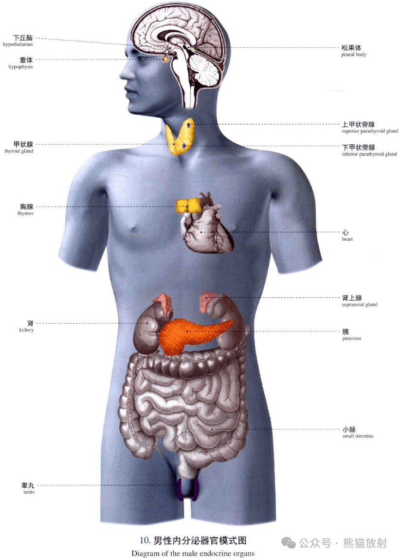 解剖丨宏观认识：人体系统、全身骨骼/肌肉/血管/神经/淋巴_搜狐网, image size:822x1147