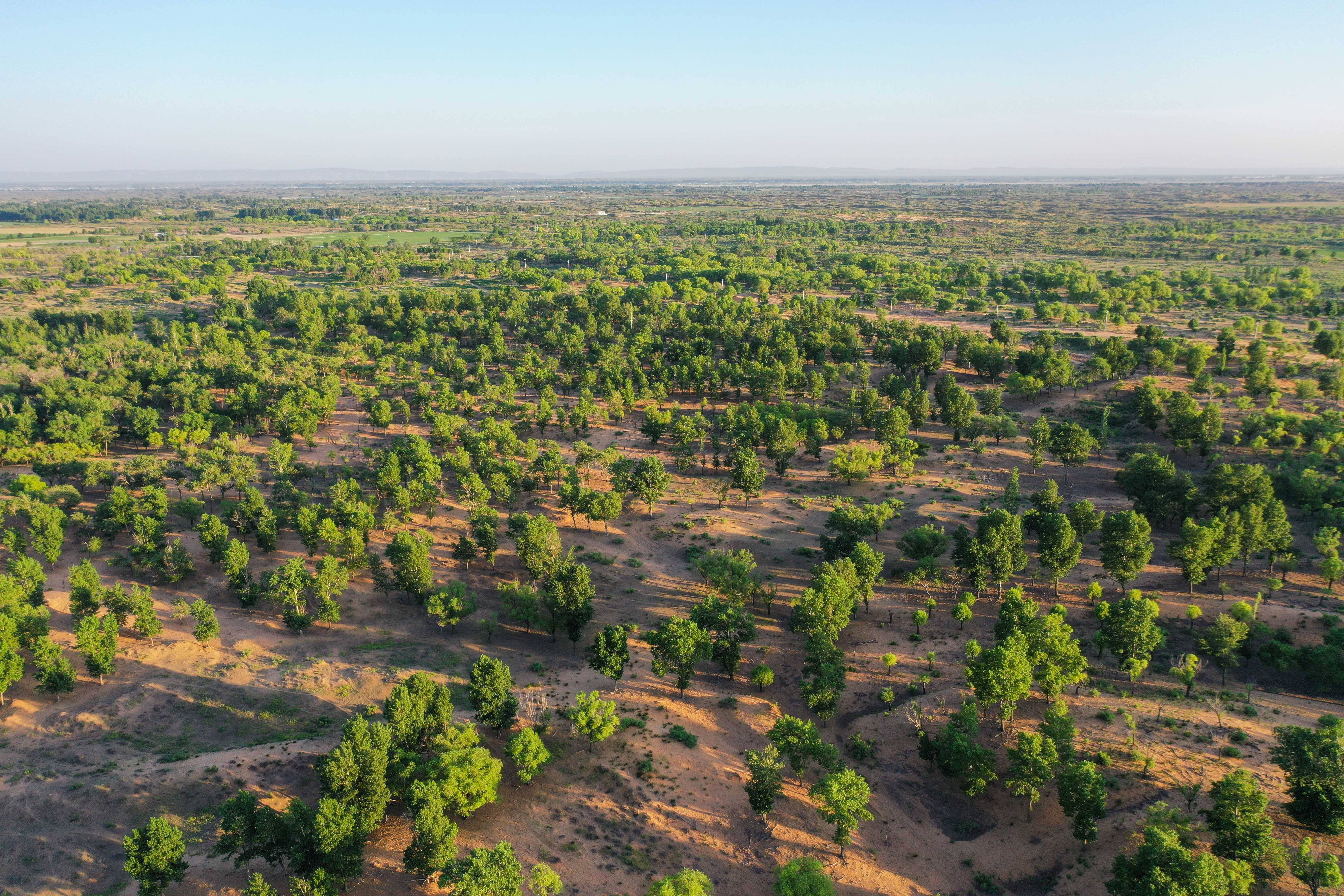解锁中国北部沙漠"绿进沙退"的密码
