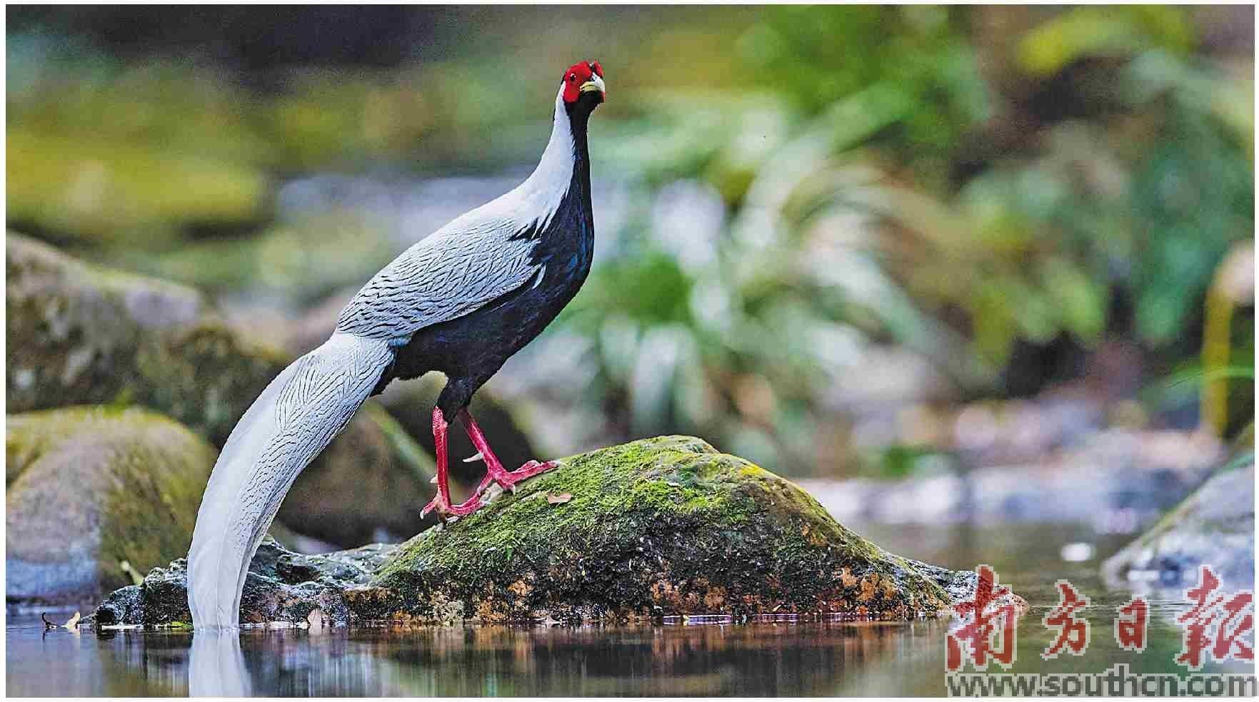 鼎湖山间白鹇飞_肇庆_李白_许庆彬
