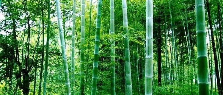 史上超全·竹类植物识别图鉴_金竹_绿黄色_条纹