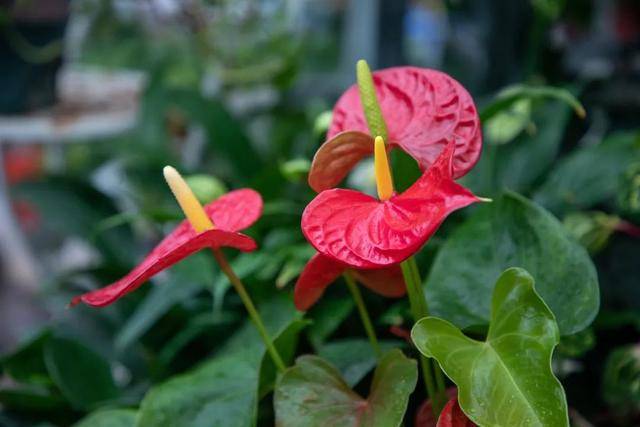 6686体育襄垣县花卉市场“年味浓”(图2)