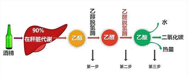 惊！饮酒与癌症关系大揭秘，背后原因竟是...