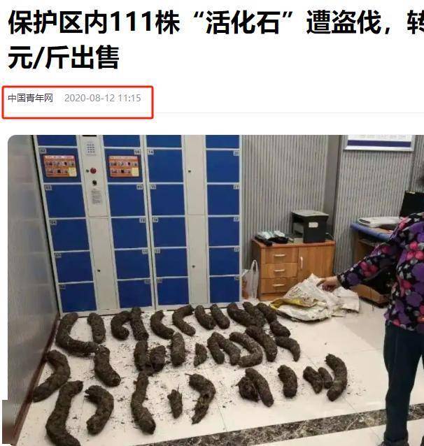 探秘桫椤：从恐龙时代走来的植物为何被盗伐？，桫椤：与恐龙同代的“国宝”，为何惨遭盗伐？