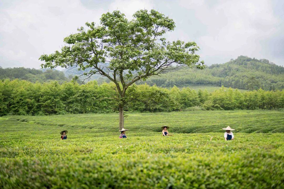 【江西农产品区域公用品牌】婺源绿茶： 好山好水酿一叶好茶(图4)