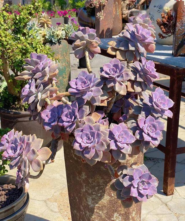 养花误区：并非所有花都适合小盆养