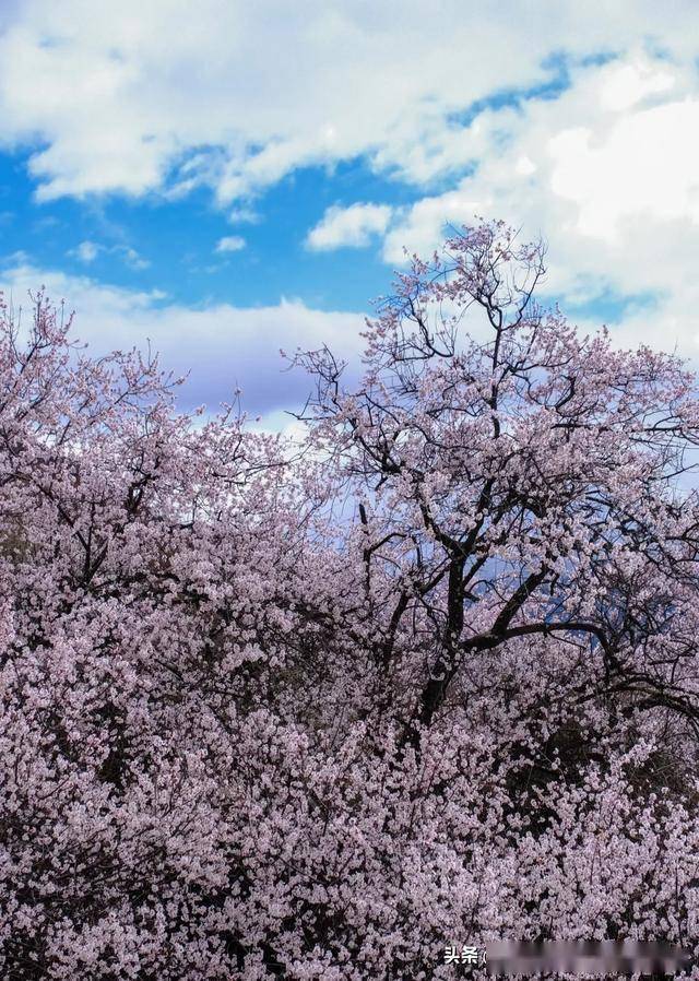 帕邦喀寺：春日桃花盛景中的千年古寺，帕邦喀寺桃花季：邂逅历史与春光的交融