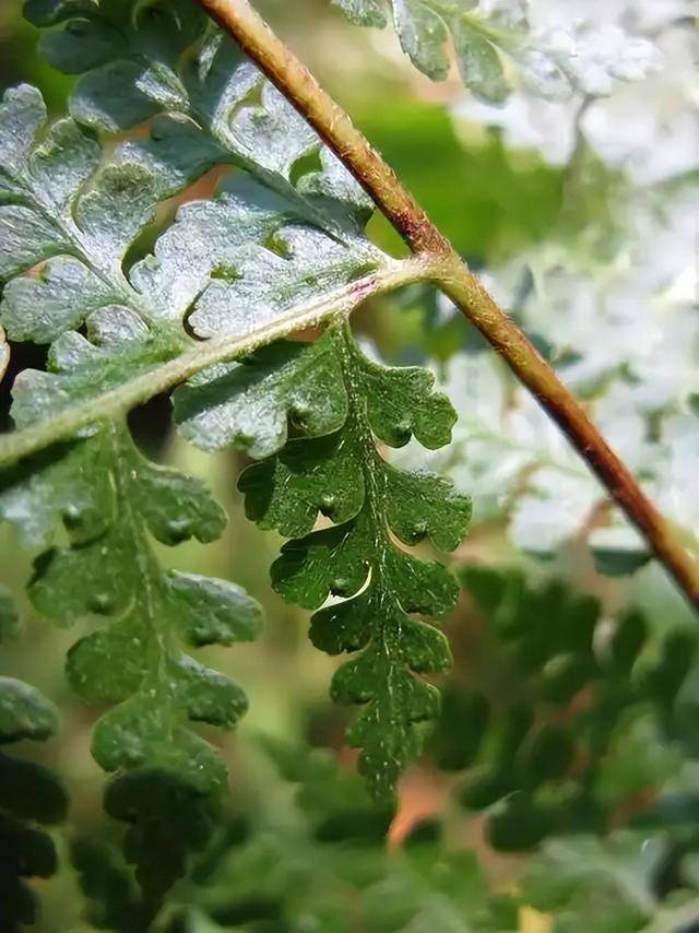 光叶蕨的传奇：近乎灭绝后的种群复苏 珍稀植物光叶蕨：消失40年后的重现与保护