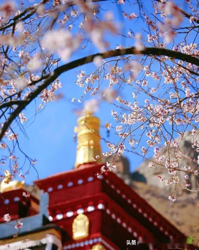 帕邦喀寺：春日桃花盛景中的千年古寺，帕邦喀寺桃花季：邂逅历史与春光的交融