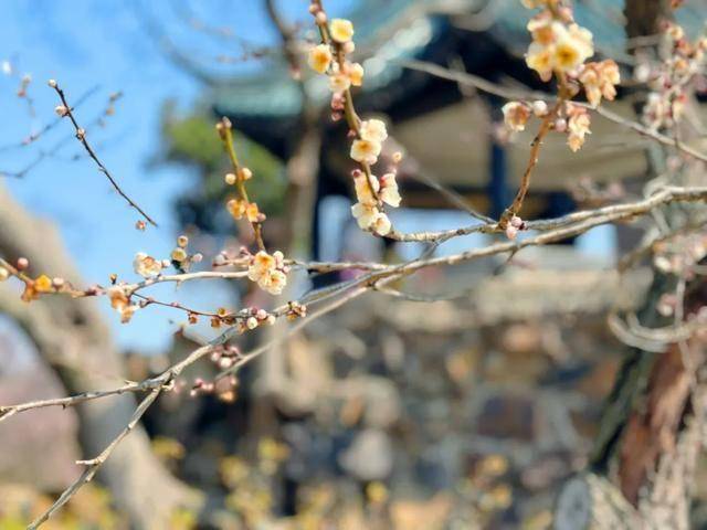赏梅胜地：无锡荣氏梅园之旅
