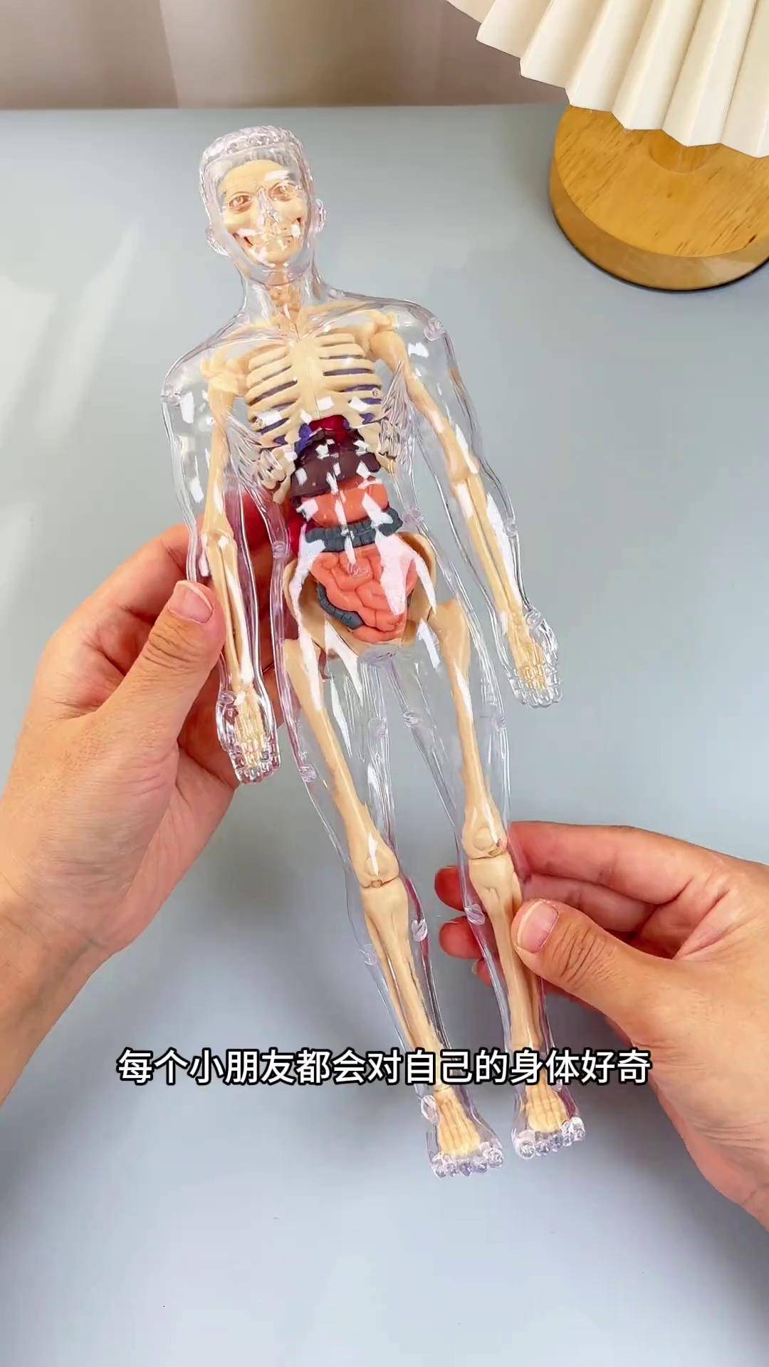 满足孩子好奇心,让孩子认识自己的身体,从而学会好好爱惜身体人体模型