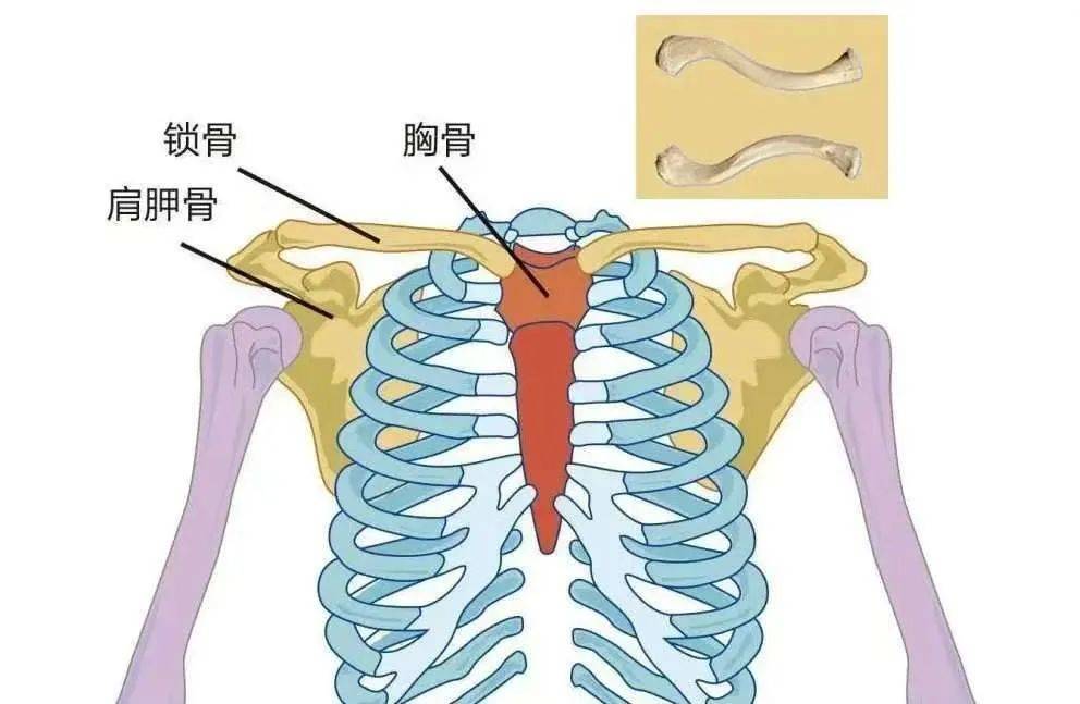 了解锁骨骨折,守护你的"肩头之翼"