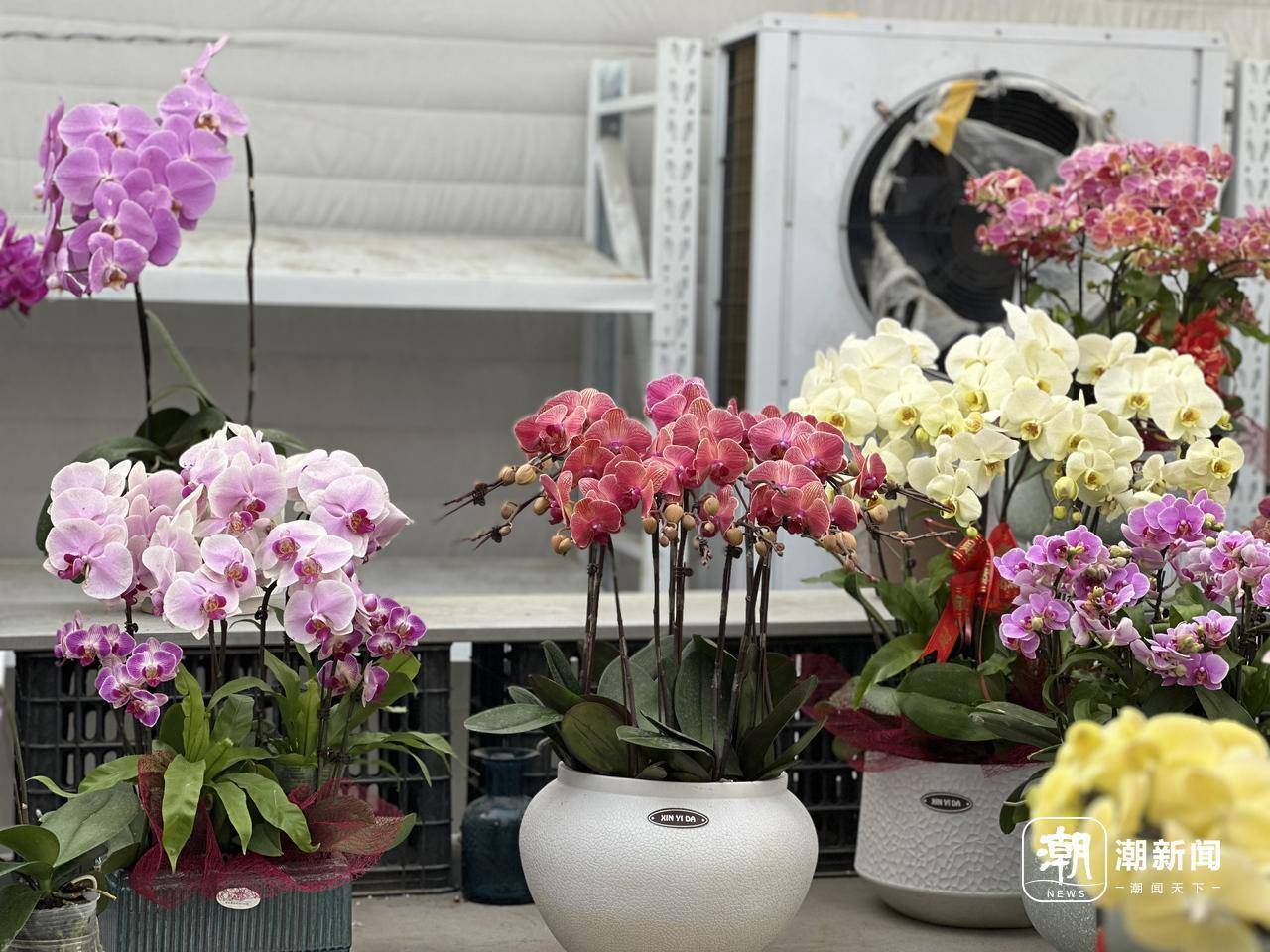 设计师花园展区鲜切花园艺馆…… 2025萧山花木节最新剧透来啦(图1)