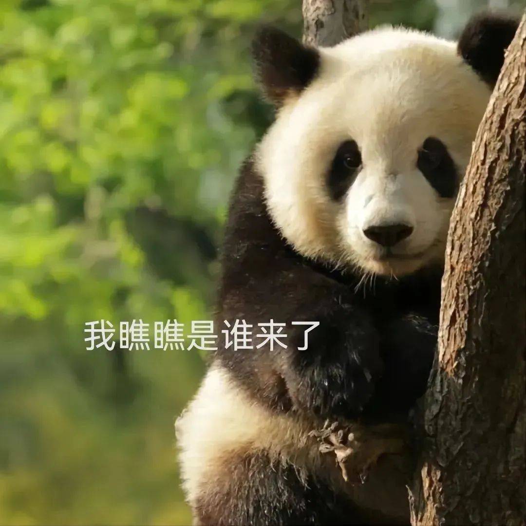 大熊猫表情包快点开饭