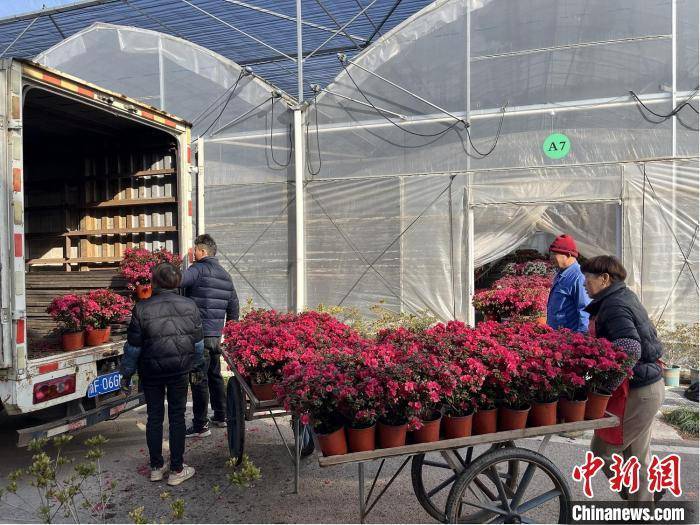 新春走基层）万紫千红春满园 浙江嘉善杜鹃花扮靓全国“开门红”(图1)