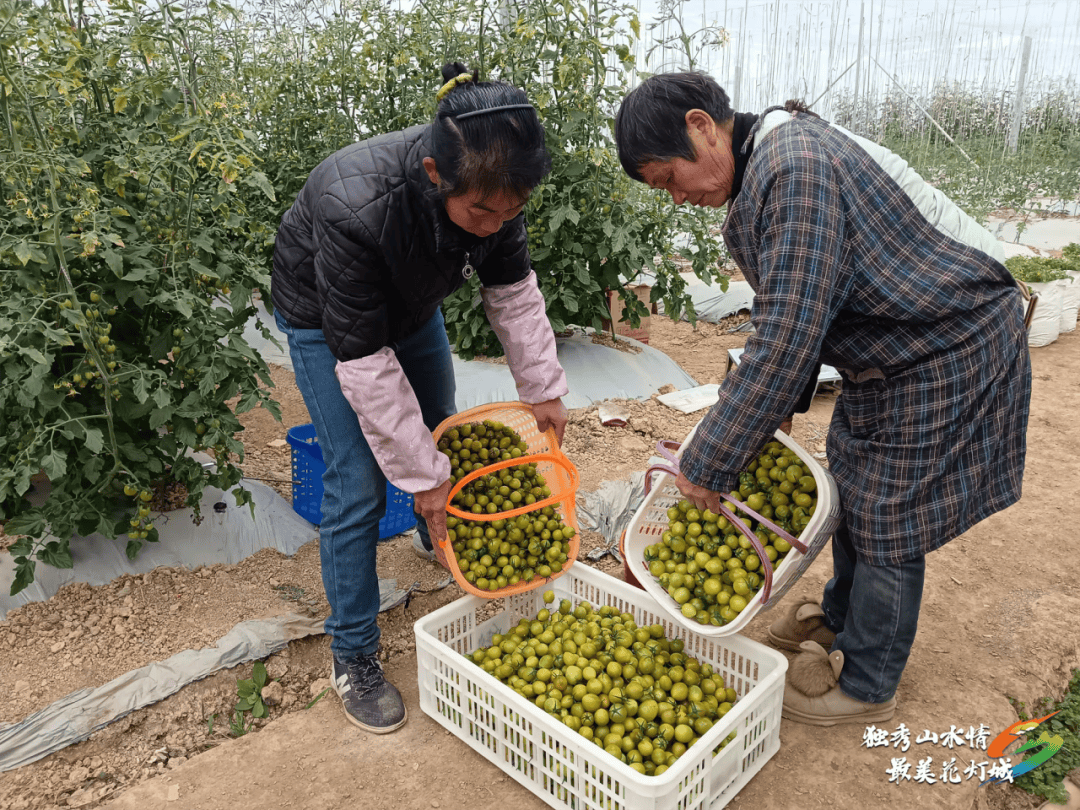 开云体育网址【乡村行 看振兴】独山县：大棚蔬菜绿意浓 错峰上市助增收(图5)