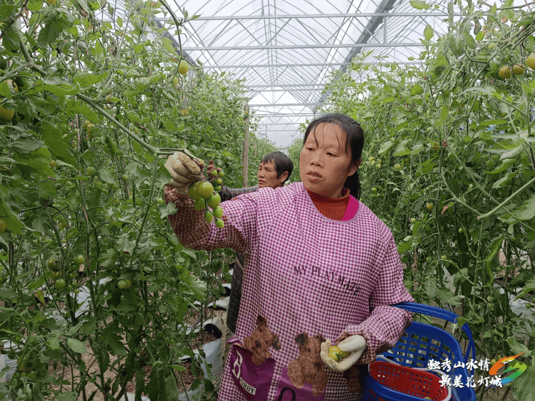 开云体育网址【乡村行 看振兴】独山县：大棚蔬菜绿意浓 错峰上市助增收(图4)