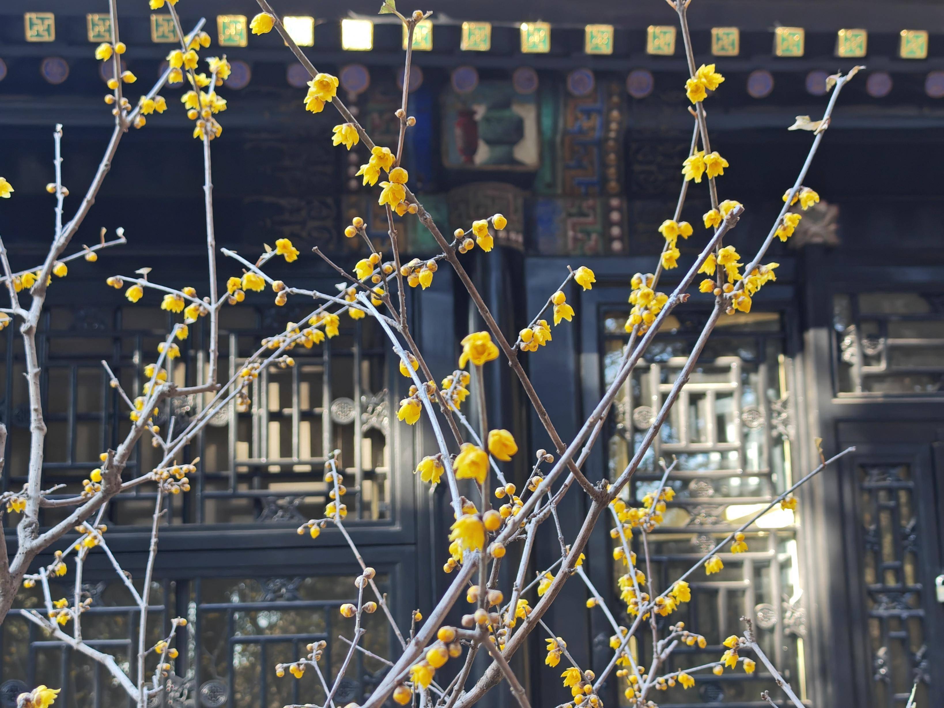 只把春来报!颐和园乐农轩蜡梅飘香