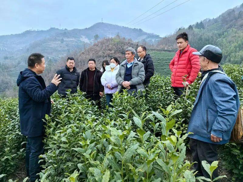 泛亚电竞平台陕西：硒茶香自“春锄醒”(图1)