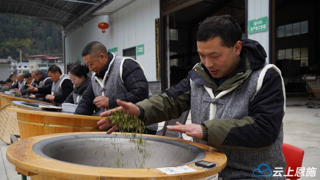 新葡萄娱乐平台元宵品新茶 利川沙溪第一茬春茶抢“鲜”上市 开启春日茶香盛宴(图4)