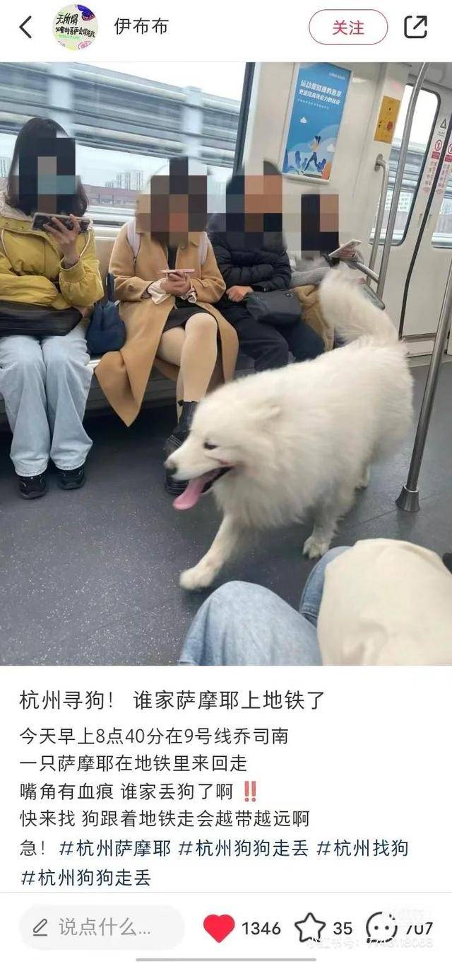 杭州地铁惊现“逃票”阿拉斯加，乘客淡定围观（杭州地铁撤回没了）