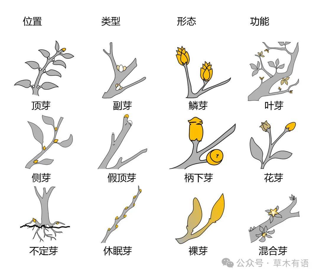 2月16日芽的分类之顶芽和侧芽