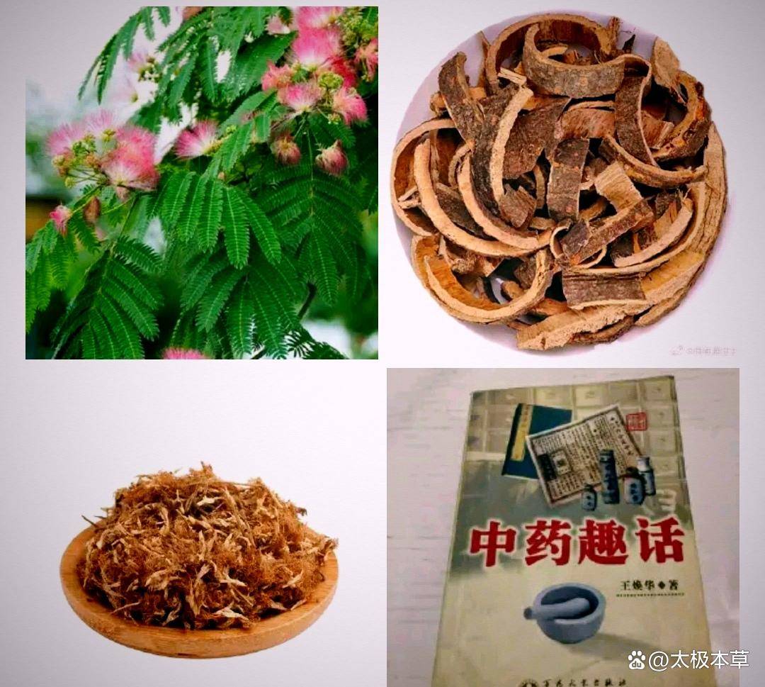 老中医揭秘!合欢皮和花的神奇妙用_效果_肺部_心情