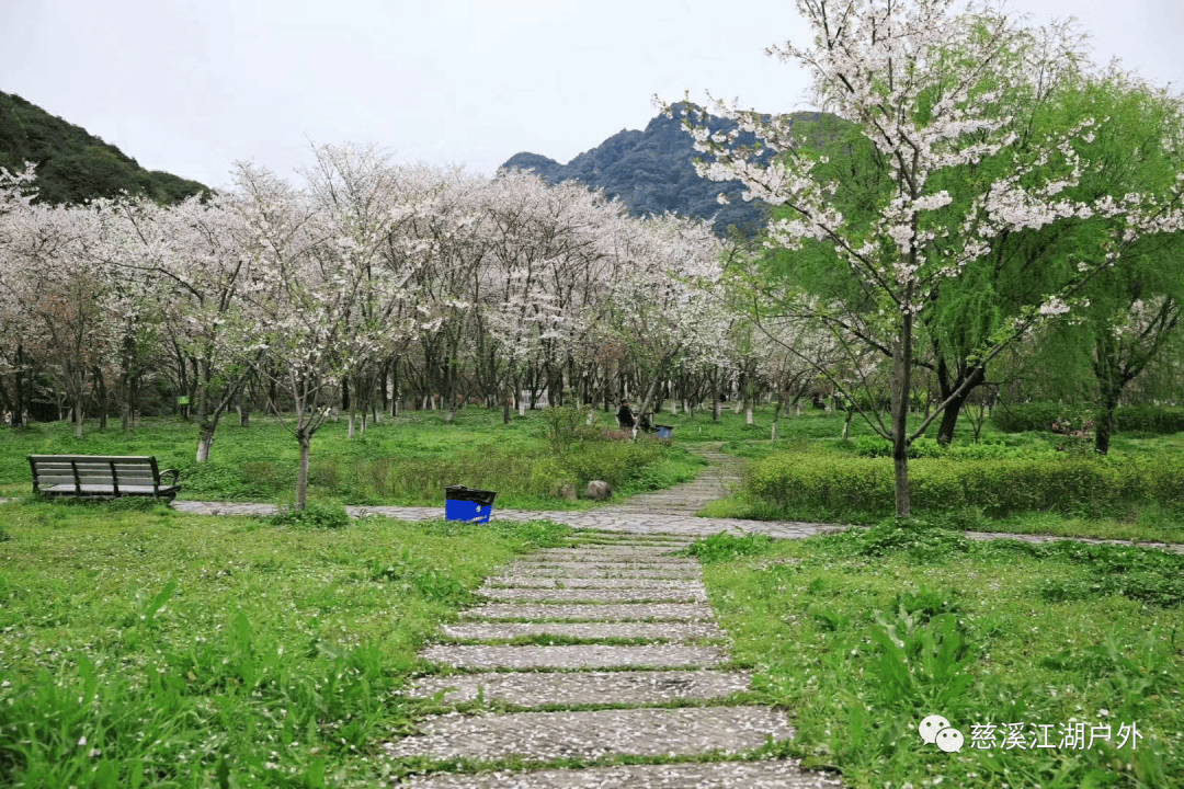 春日团队定制樱花浪漫宛委山赏樱花绍兴书圣故里追寻王羲之的故事鲁迅