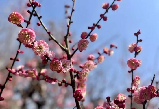 世纪公园梅花或迎来最佳观赏期！热门点位推荐_江梅_绿萼_花瓣