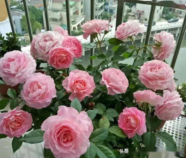 2月末，适合阳台养的5种月季推荐