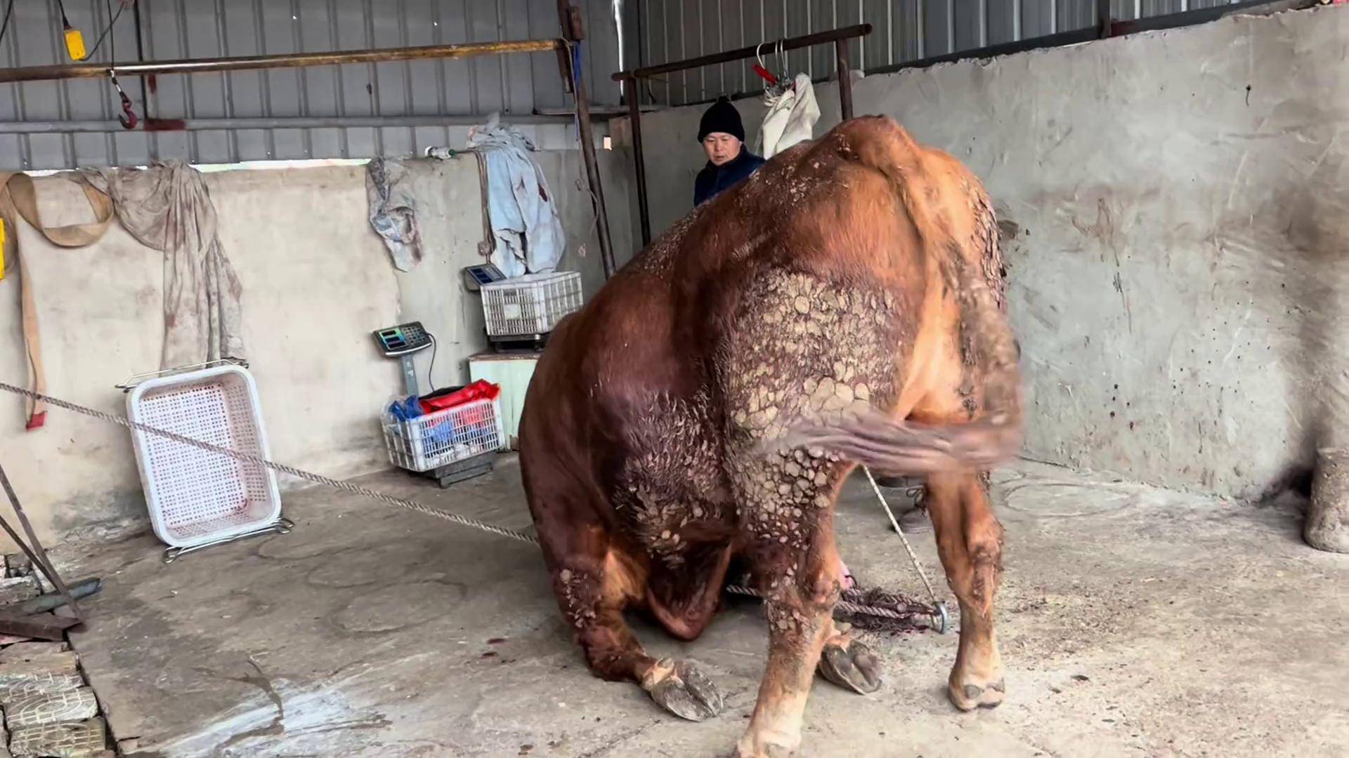 实拍湘西侗族民间宰牛现场 这场面还是第一次见 拍给大家看一下 宰牛