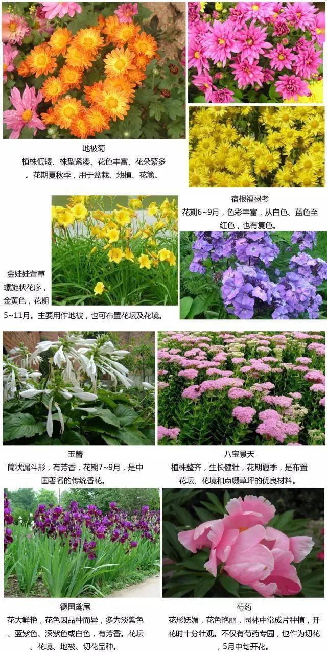 东北地区常用植物齐全了