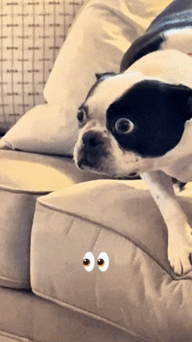 之后铲屎官的朋友带着猫咪来做客,狗子汪生第二次见到猫咪,同样震惊到