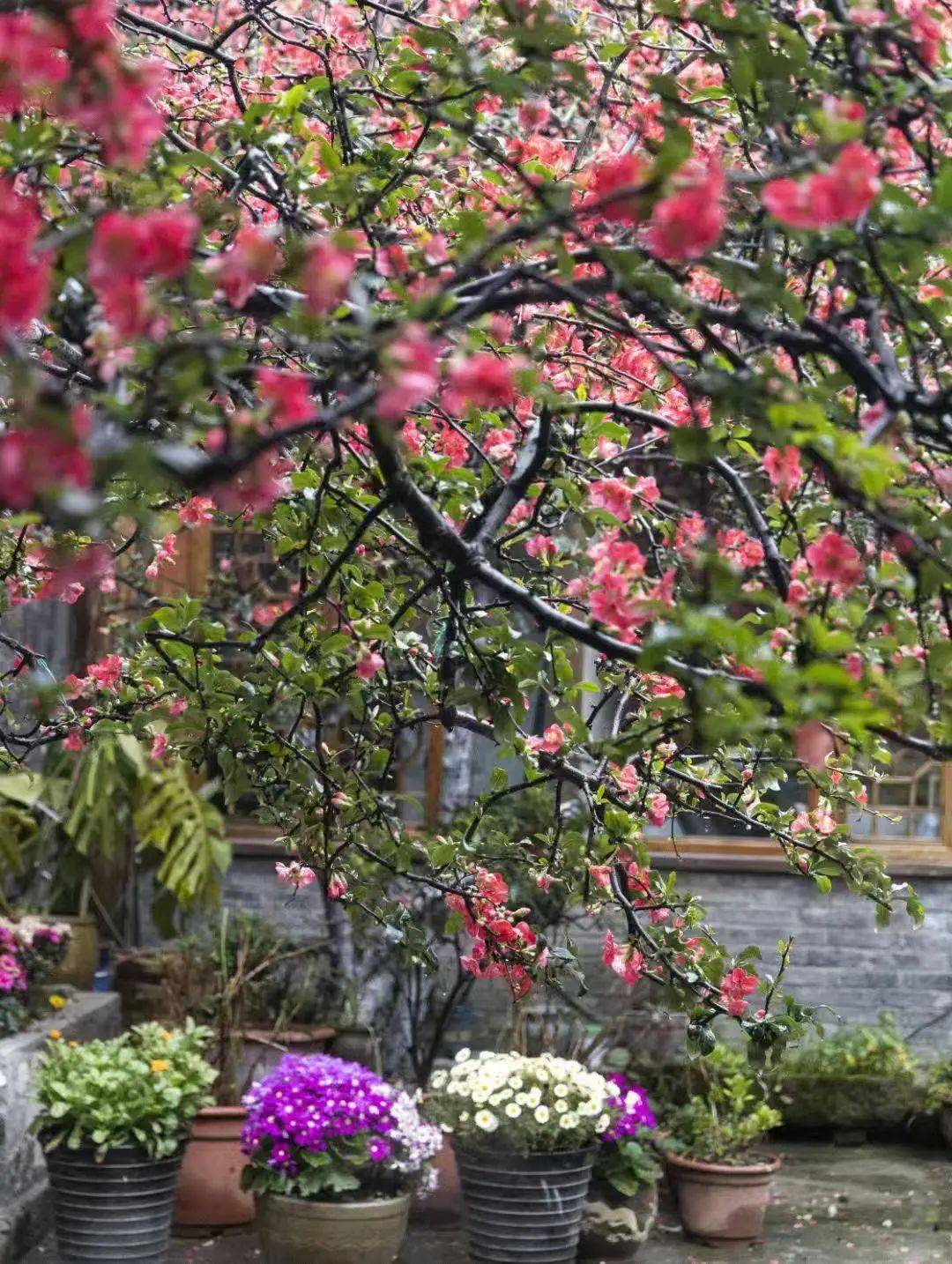 美上央视!阆中古城繁花盛放