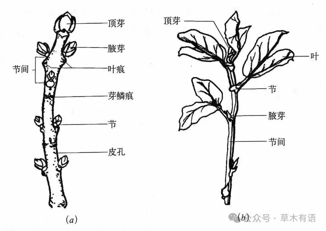 茎相关概念解析