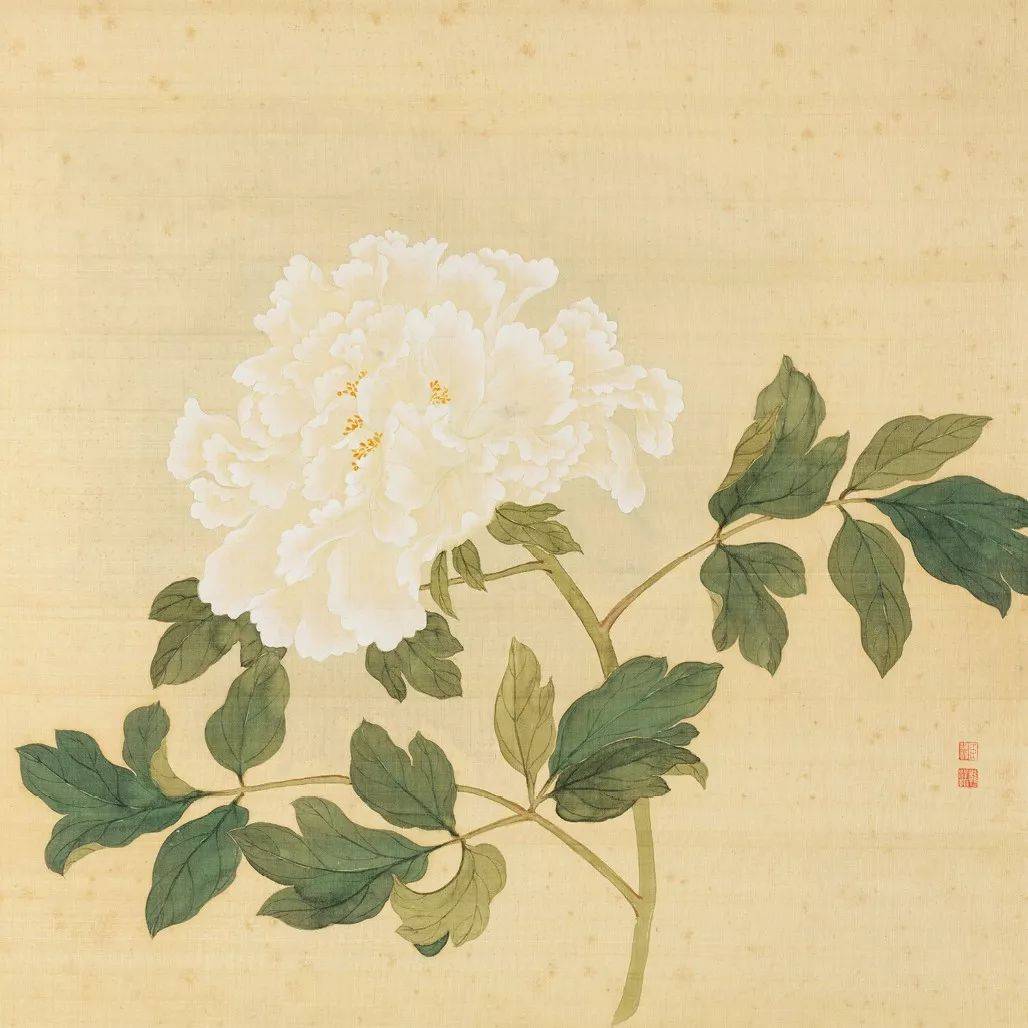 花苞👇