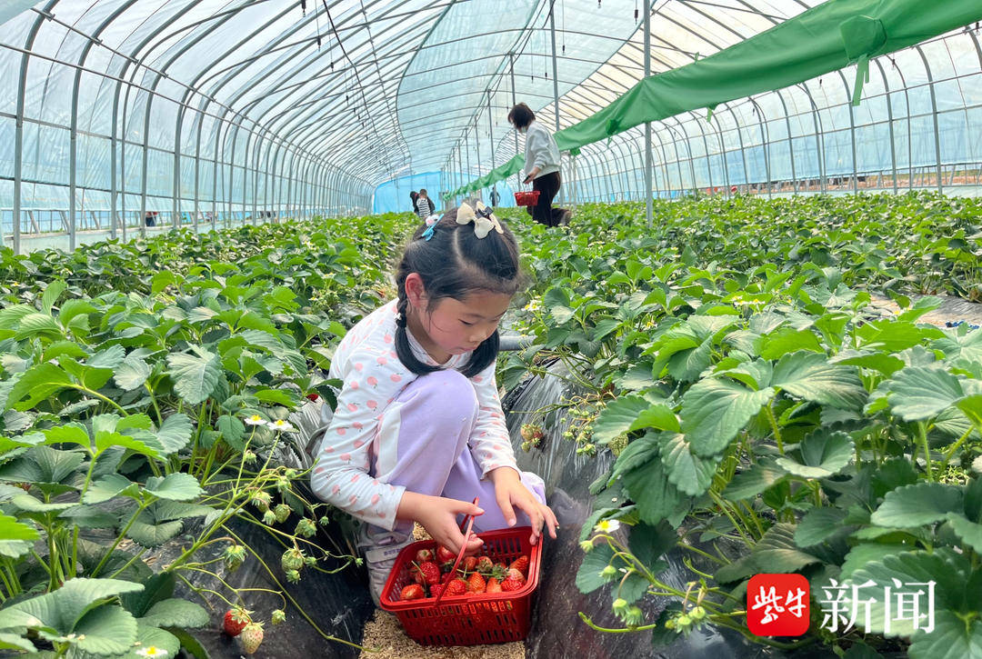 开云体育app鲜果飘香引客来“草莓书记”带来富裕一方“甜蜜经济”(图3)