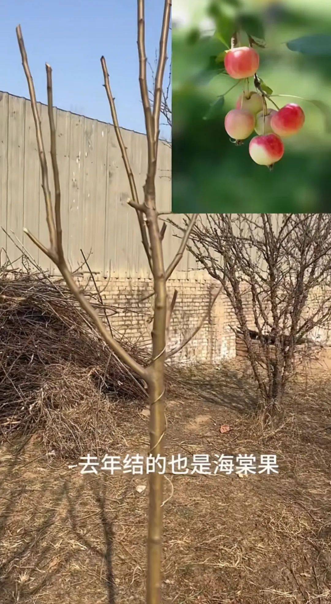 一簇熟透的红海棠果免费图库照片| FreeImages, image size:1080x1970