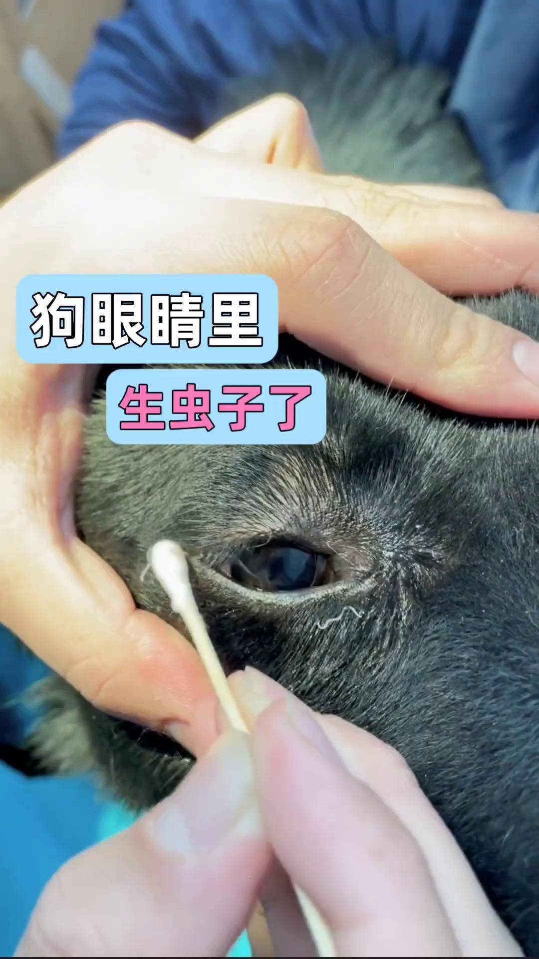 新手养狗 兽医 狗狗体外寄生虫