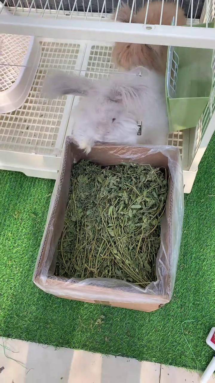苜蓿草 小兔子吃东西 兔子吃什么 苜蓿草 科学养兔 萌宠好物