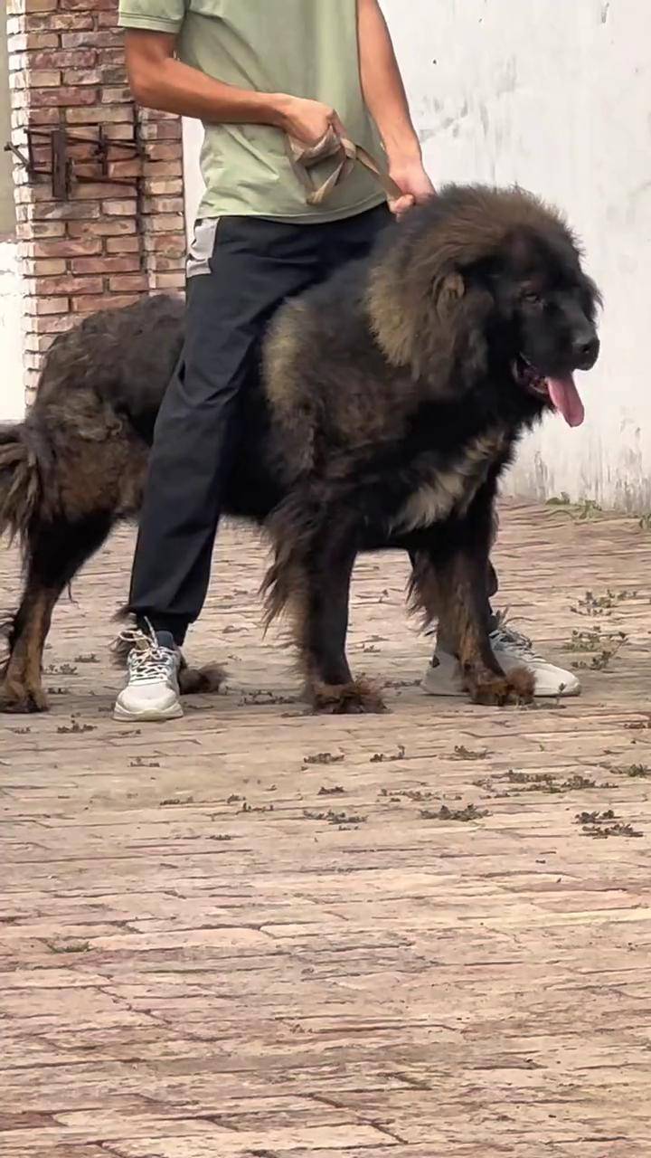 适合家养的大型犬品种推荐 高加索 感谢抖音我要上热门 如果你也想养