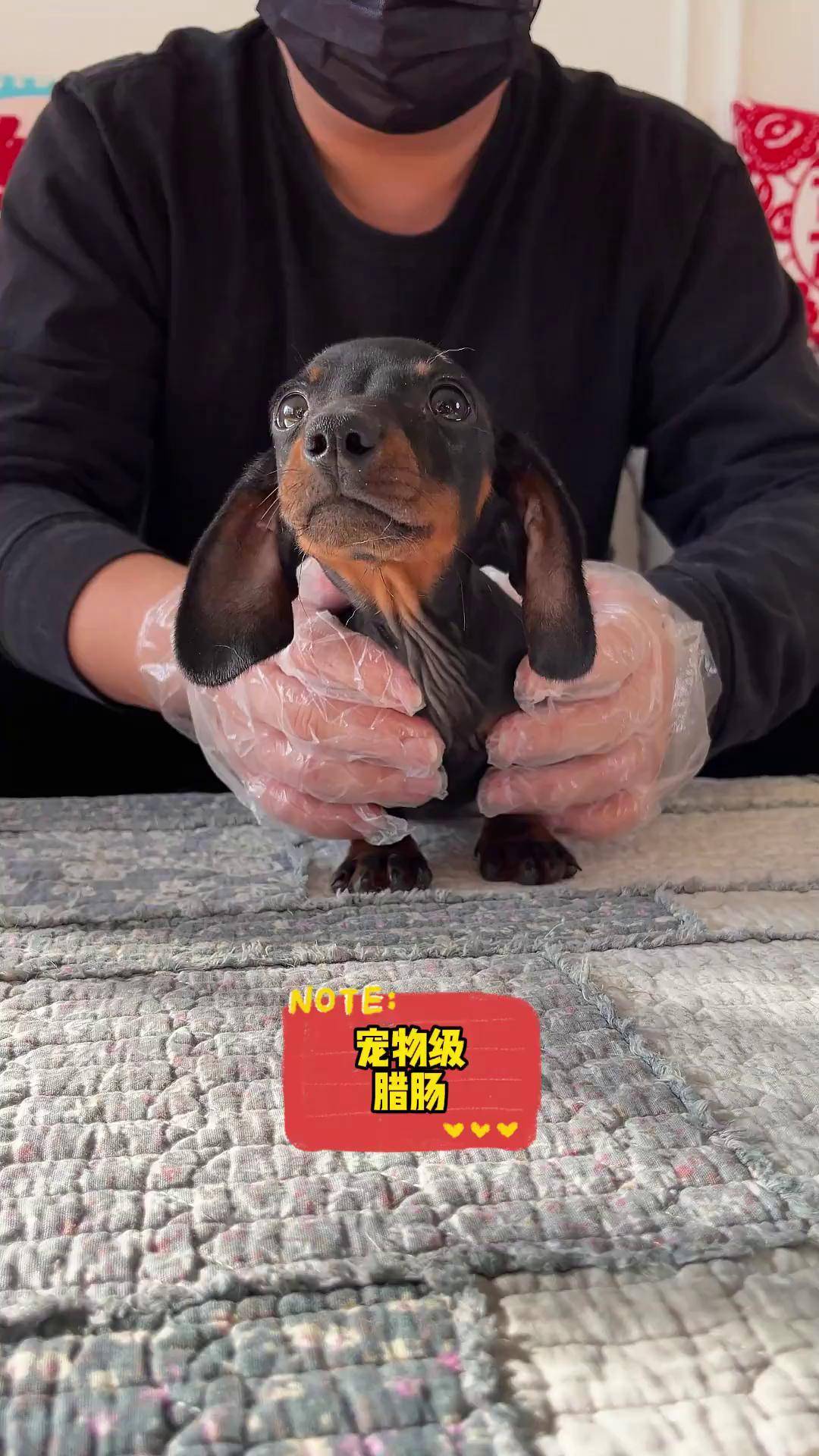 有没有养过的朋友聊聊感受迷你腊肠犬 狗 宠物知识 二狗挑狗