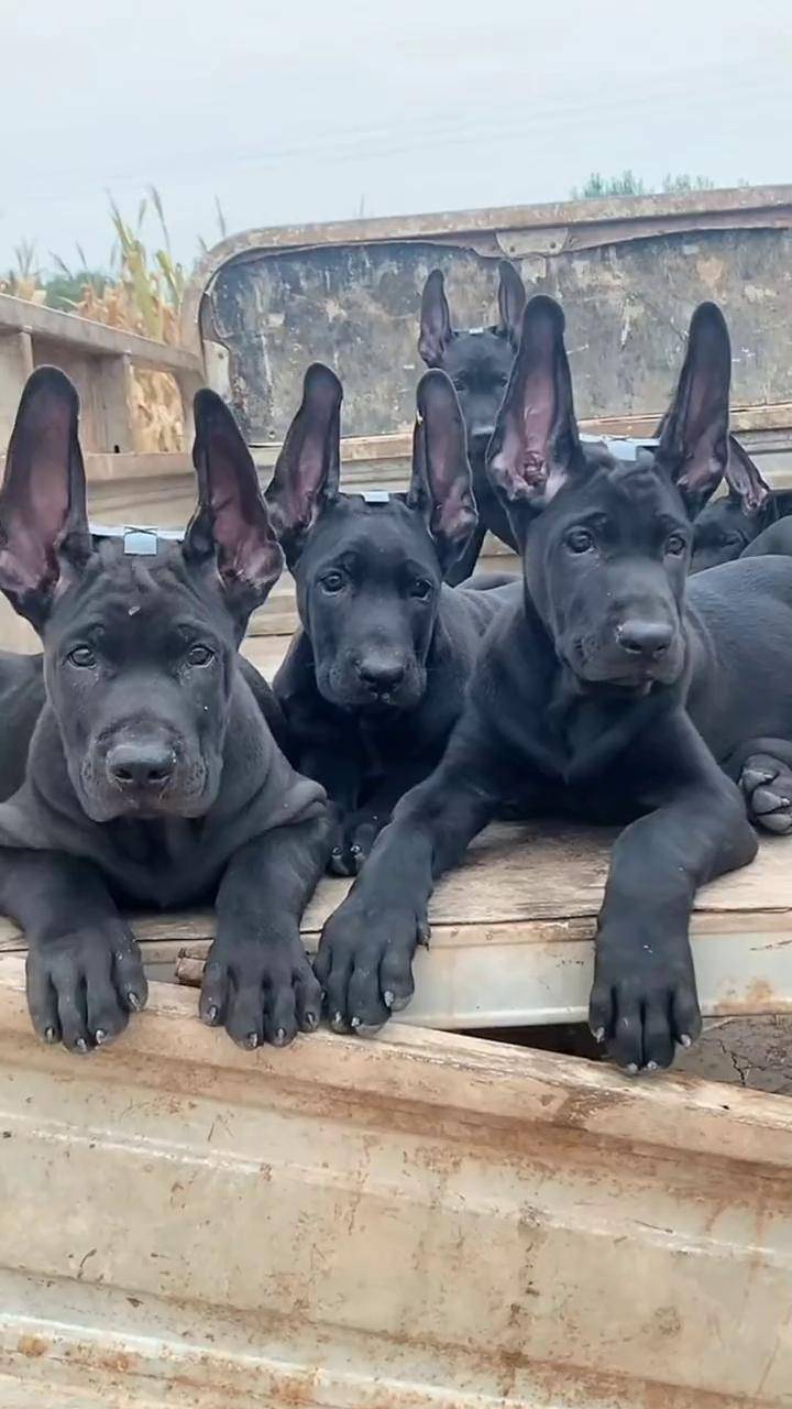 墨界黑狼黑狼幼犬精品黑狼黑狼