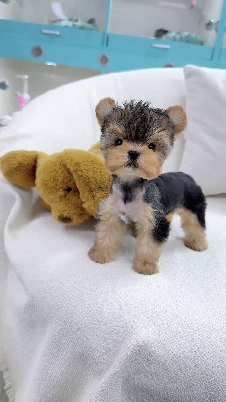 金头黑背约克夏弟弟 萌宠出道计划 大莹家约克夏 萌宠推荐官 萌到爆炸