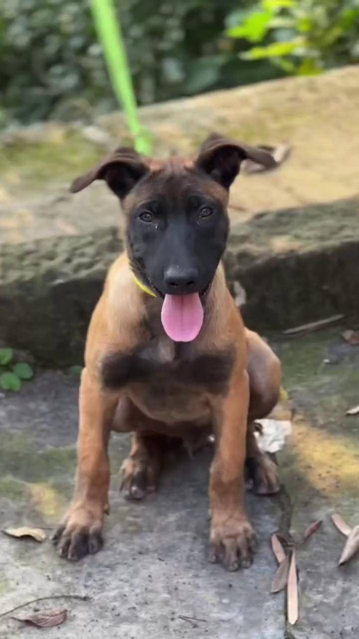 纯种马犬 马犬 马犬幼犬