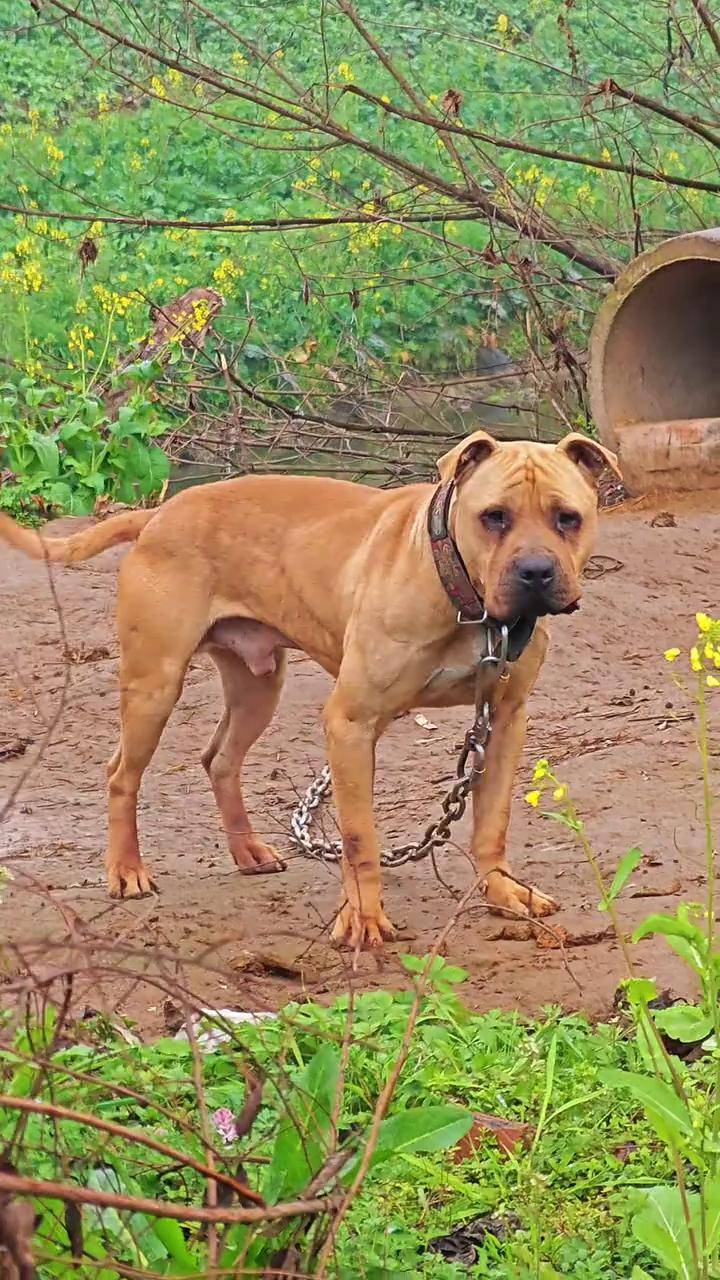 为何会让凶猛残暴的比特犬这么害怕?