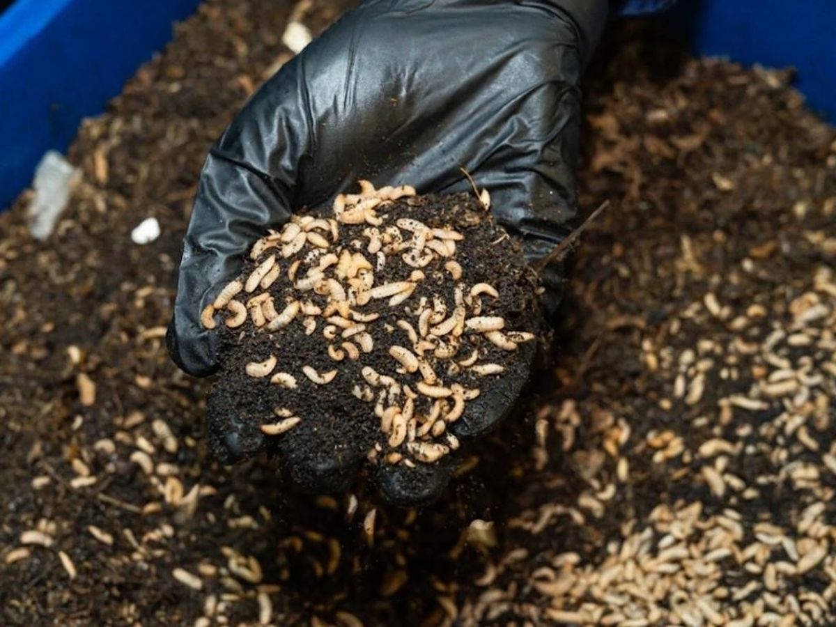 垃圾堆积如山 澳大利亚悉尼用蛆虫消灭食物残渣